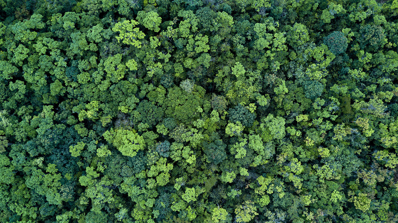 Forest from above